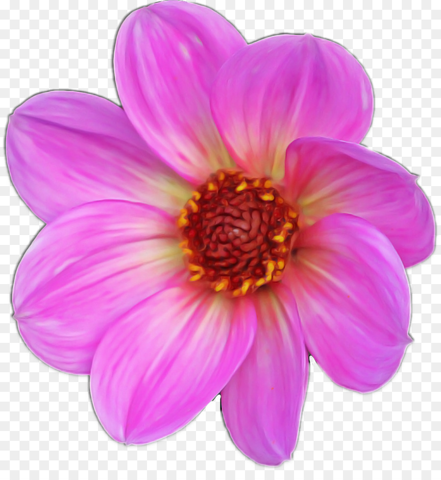 Fleur，Rouge PNG