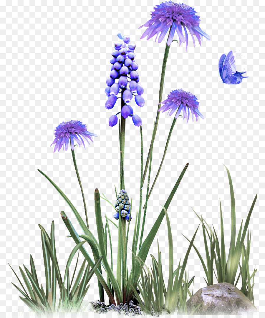 Fleur，Plante PNG