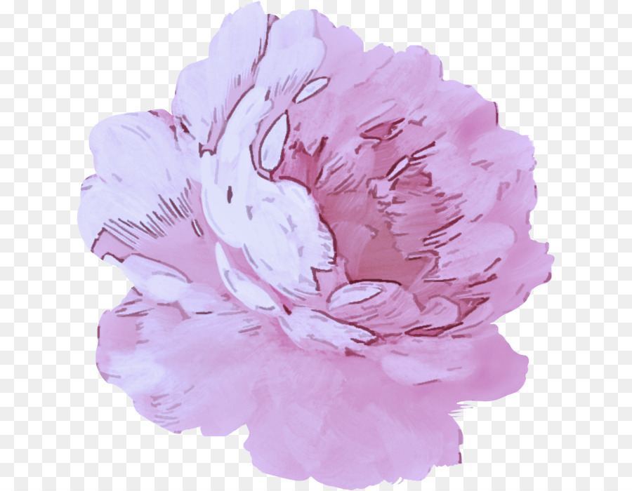 Rose，Fleur PNG