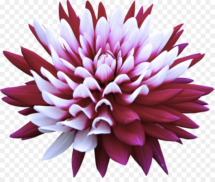 Fleur，Fleurir PNG