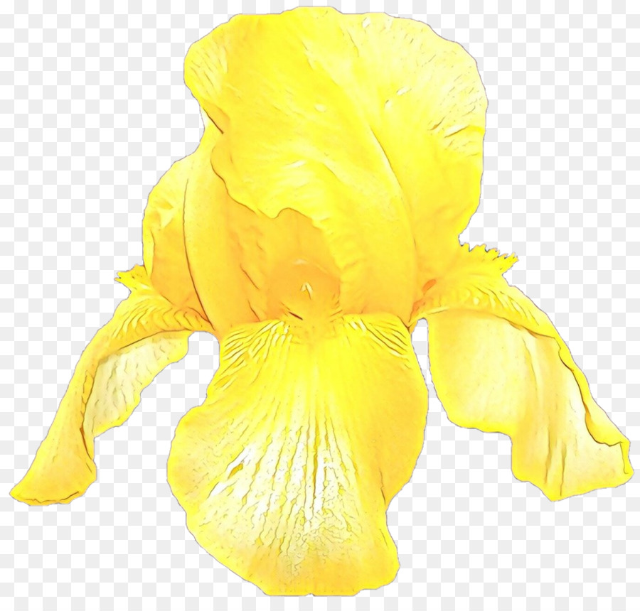 Jaune，Fleur PNG