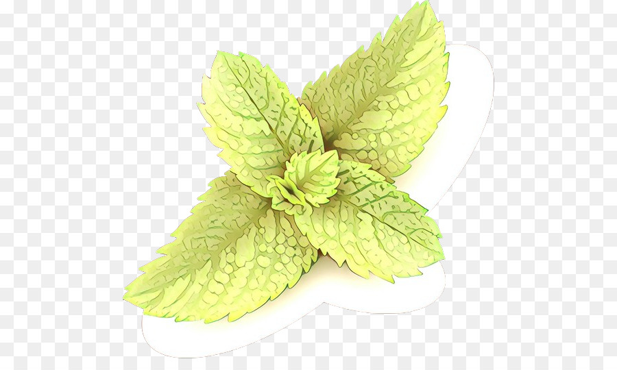 Feuille，Plante PNG