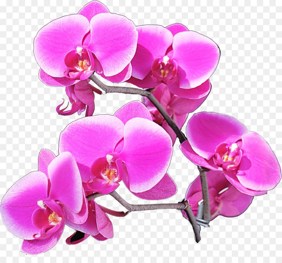 Orchidée，Rose PNG