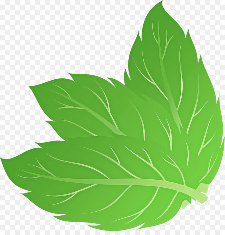 Feuilles Vertes，Usine PNG