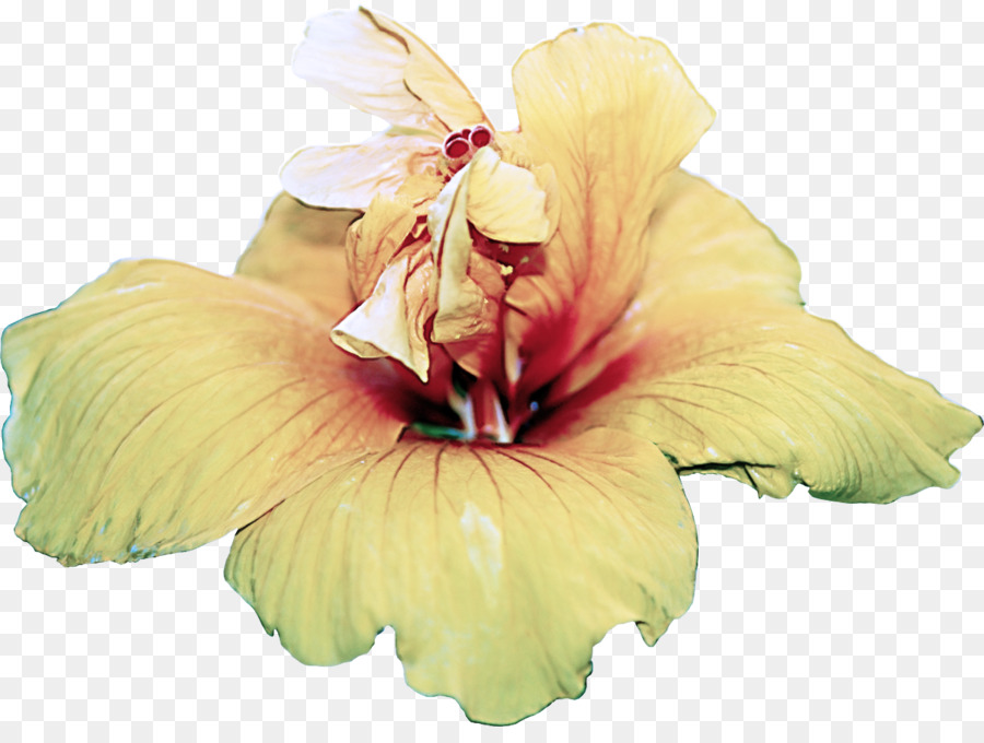 Hibiscus Jaune，Pétales PNG