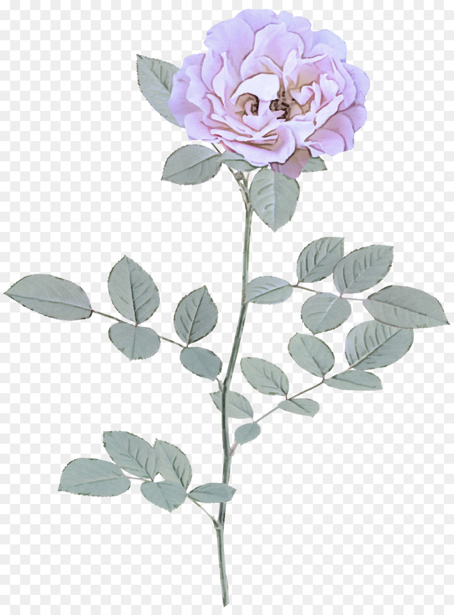 Rose Rose，Floraison PNG