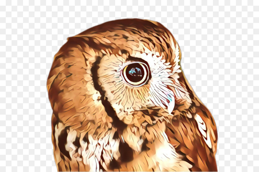 Hibou，Yeux PNG