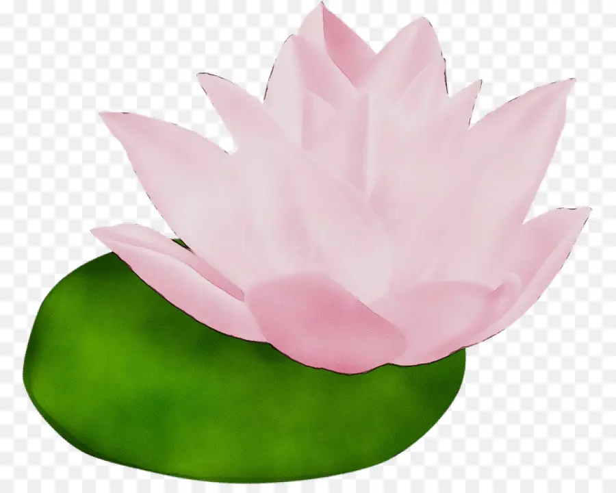 Lotus Rose，Feuilles Vertes PNG