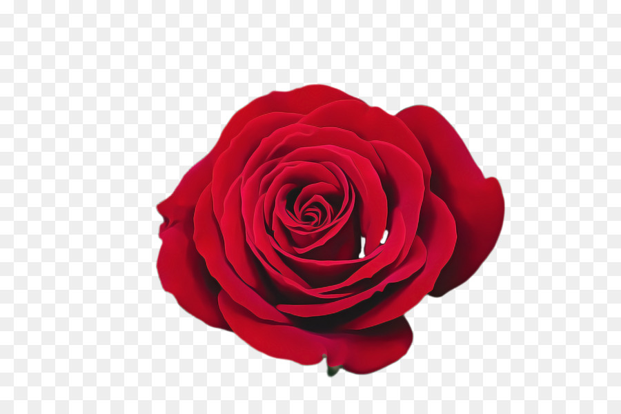 Roses Rouges，Floraison PNG