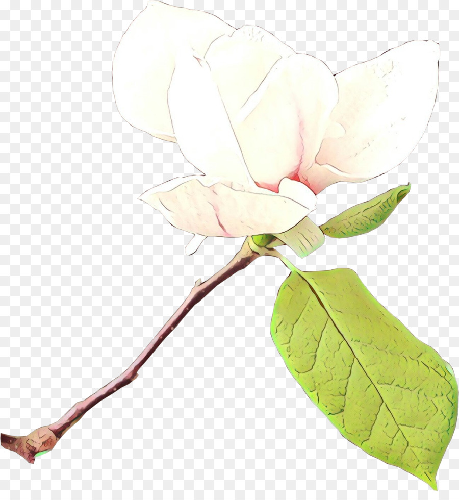 Fleur，Plante PNG