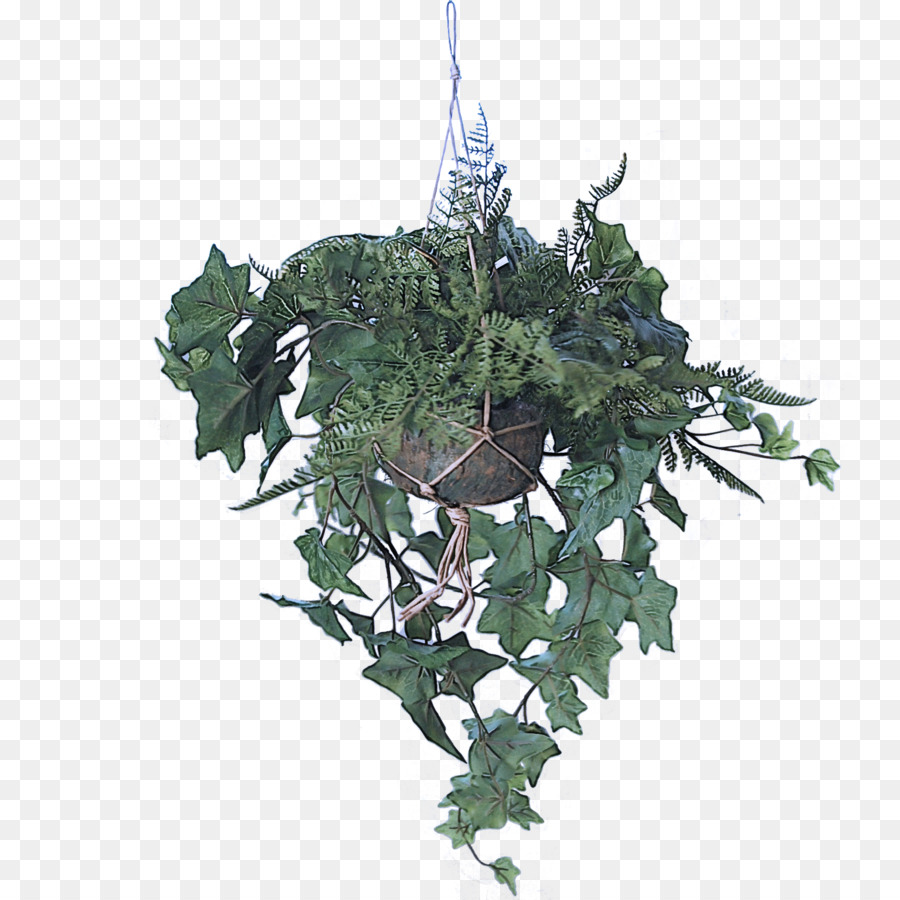 Plante Verte Suspendue，Lierre PNG