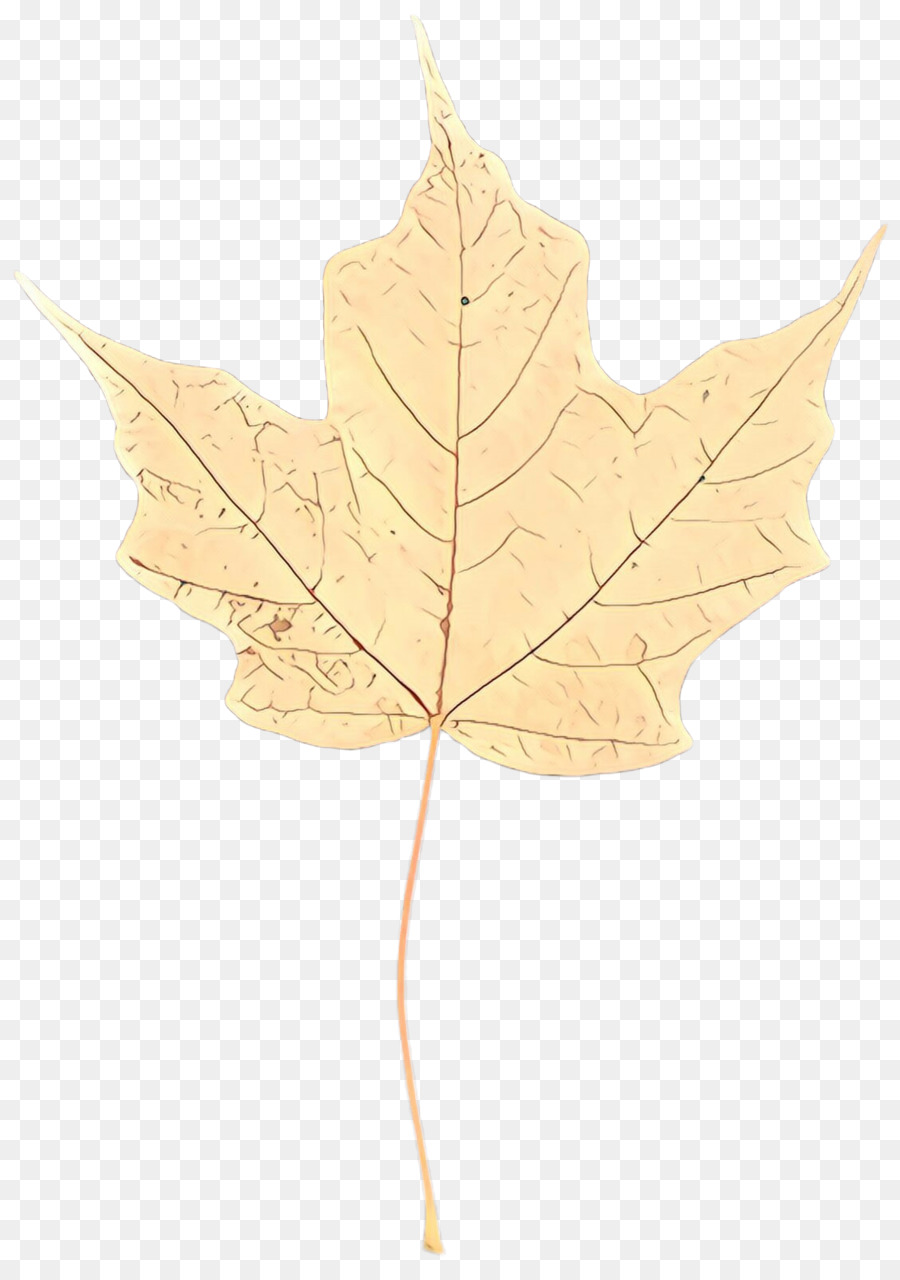 Feuilles Jaunes，Automne PNG