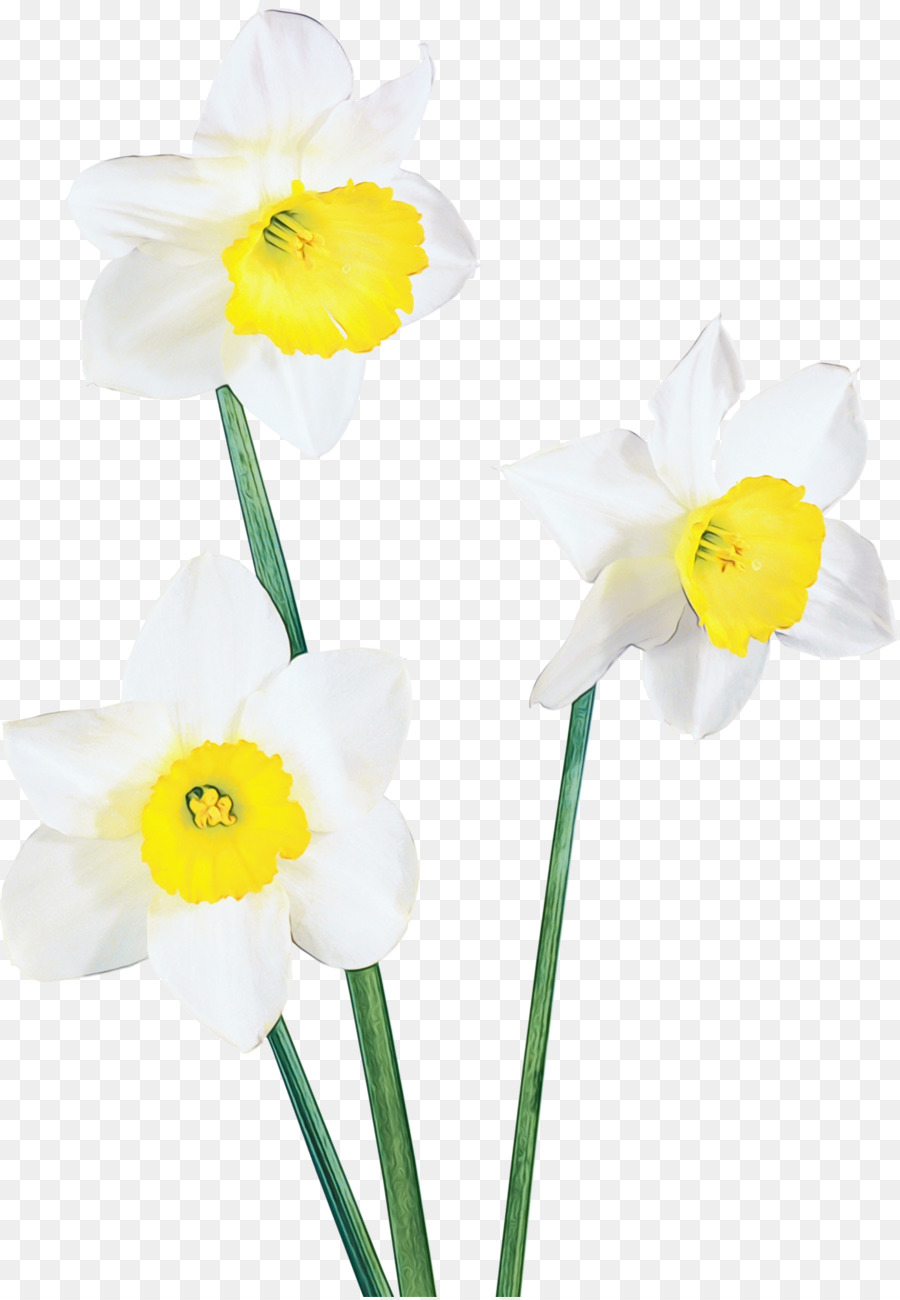 Jonquilles，Jaune PNG