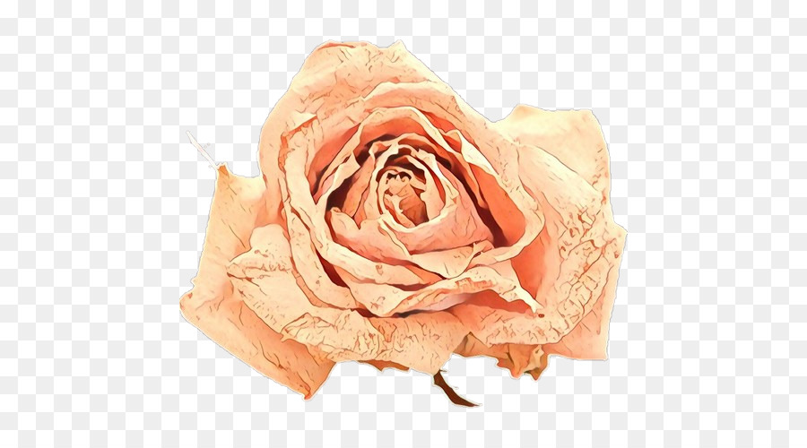 Rose Séchée，Fleur PNG