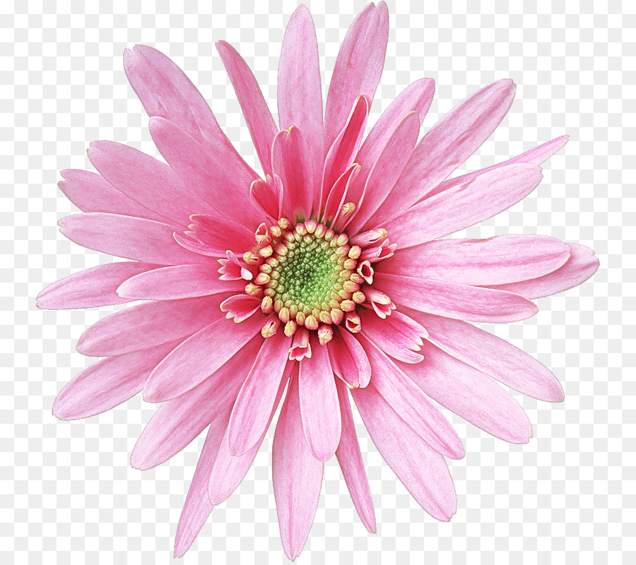 Fleur，Floraison PNG