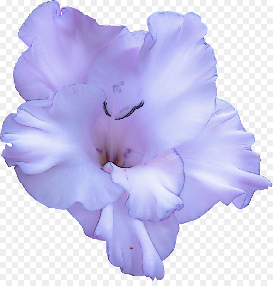 Fleur Violette，Fleurir PNG