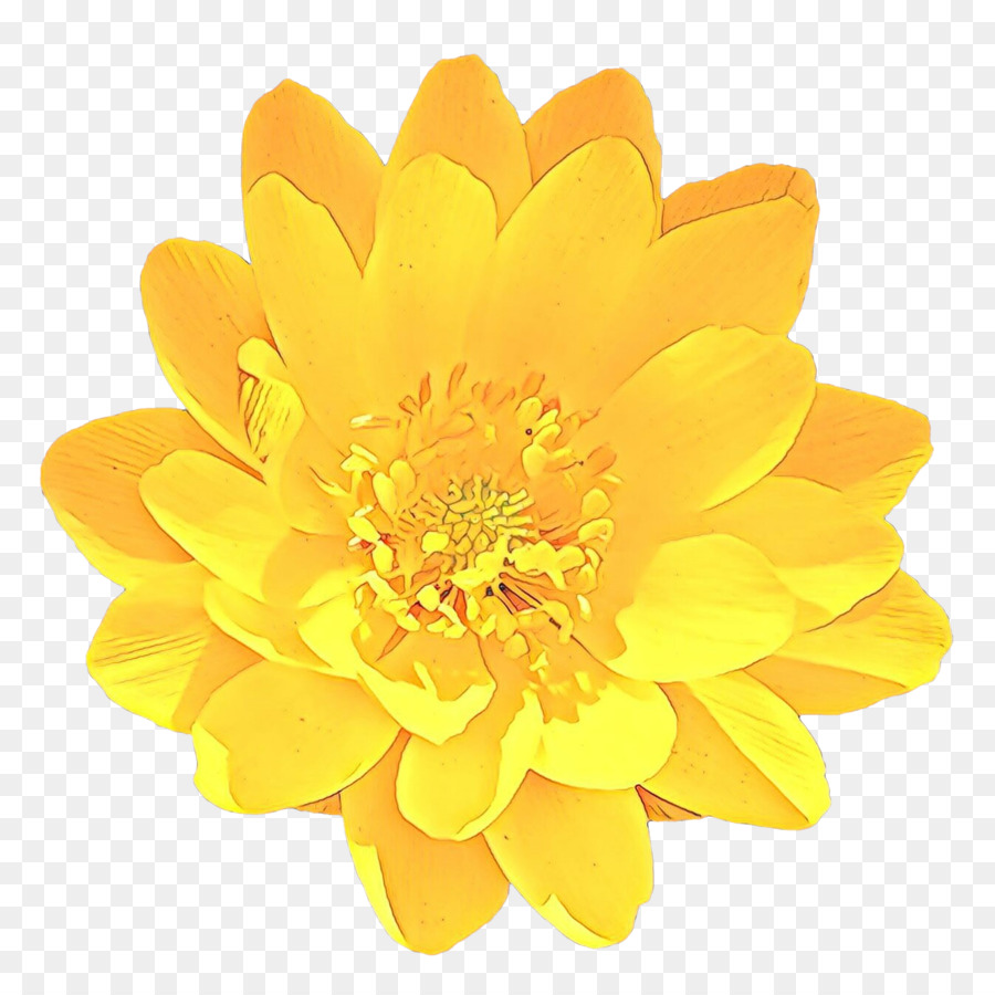 Fleur Jaune，Fleurir PNG