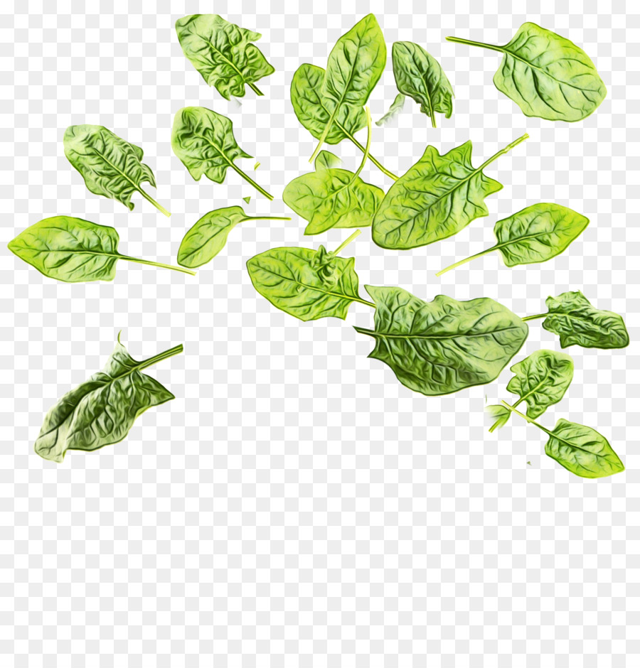 Feuille，Plante PNG