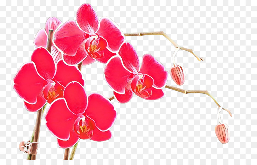 Orchidées Roses，Floraison PNG