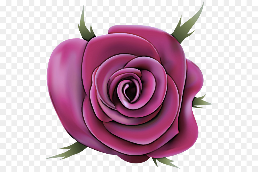 Rose Pourpre，Fleurir PNG