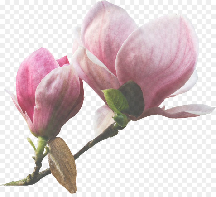 Fleur Rose，Fleur PNG