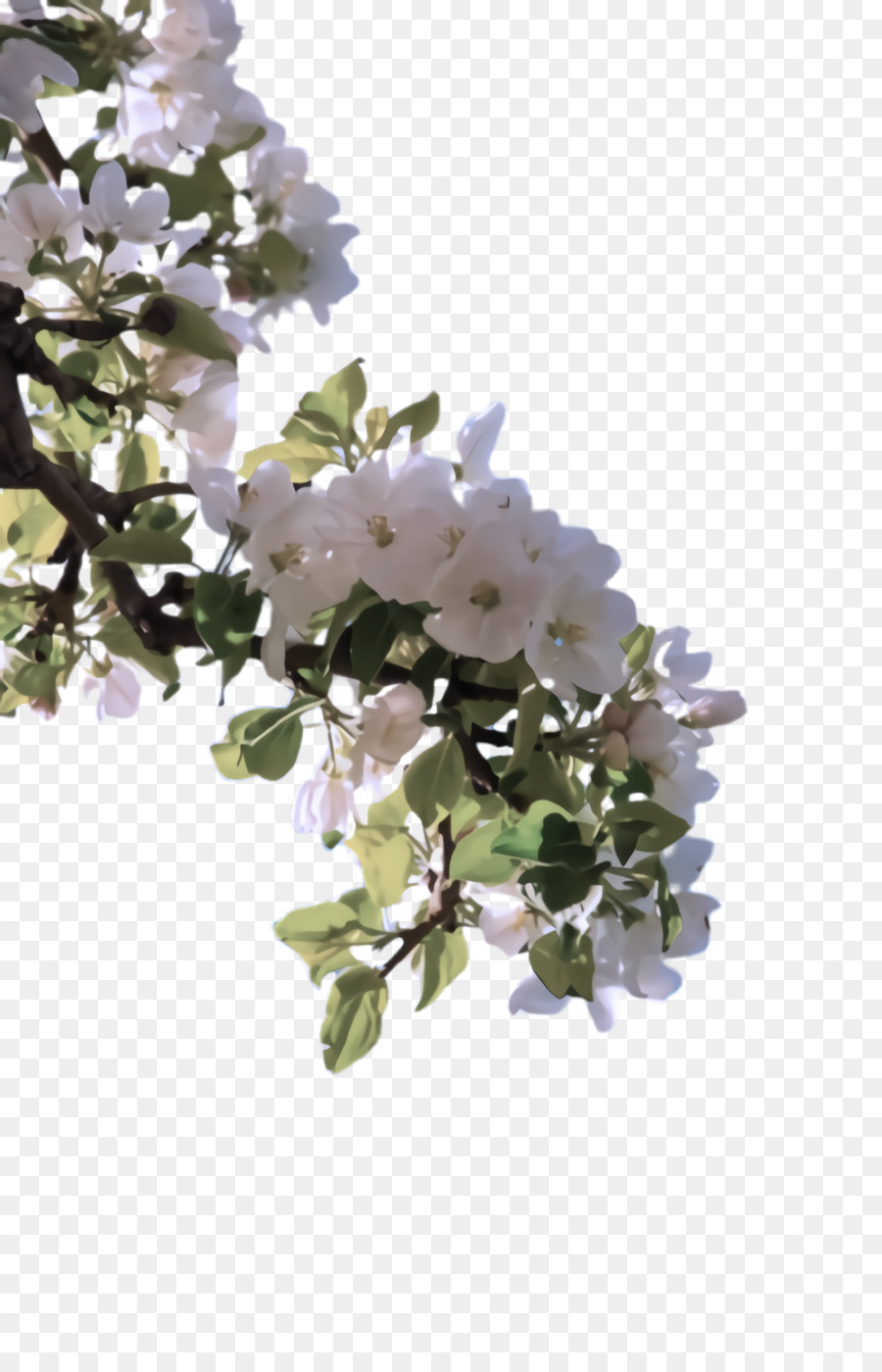 Fleur，Blanc PNG