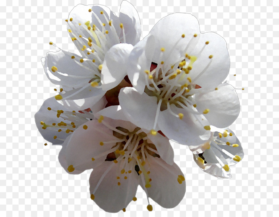 Blanc, Fleur, Plante PNG - Blanc, Fleur, Plante transparentes | PNG gratuit