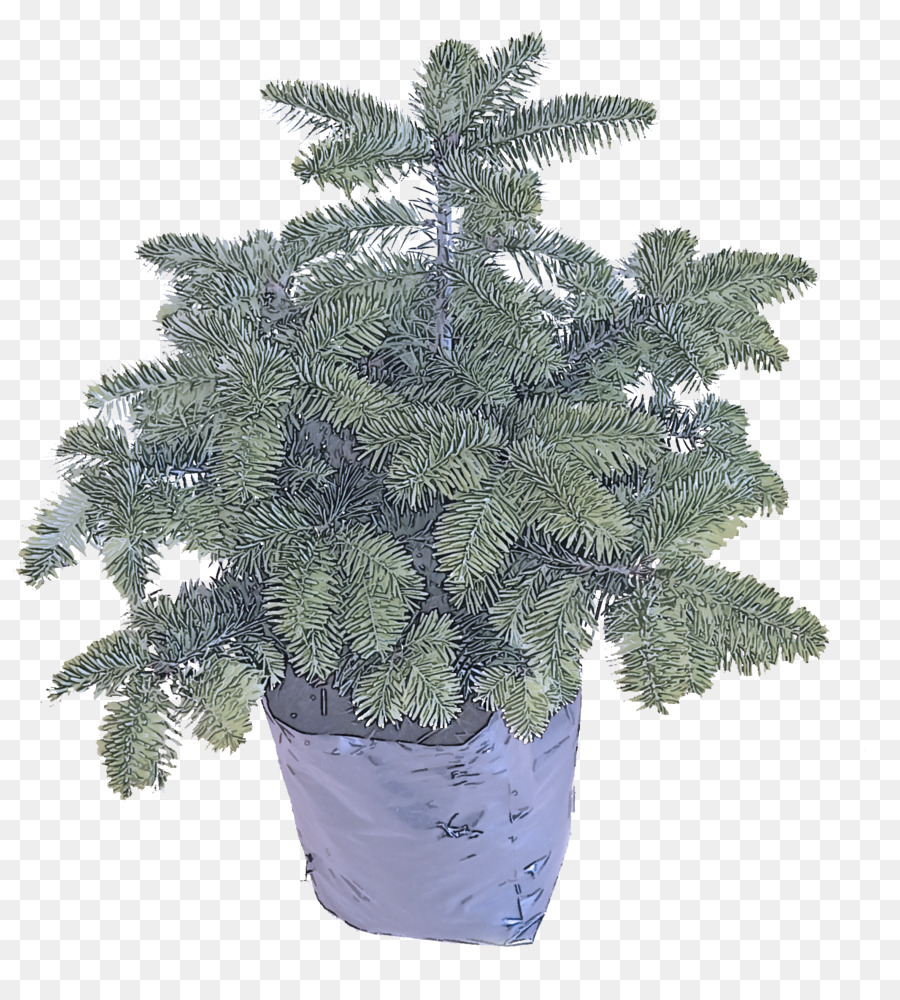 Jaune Sapin，épinette Du Colorado PNG