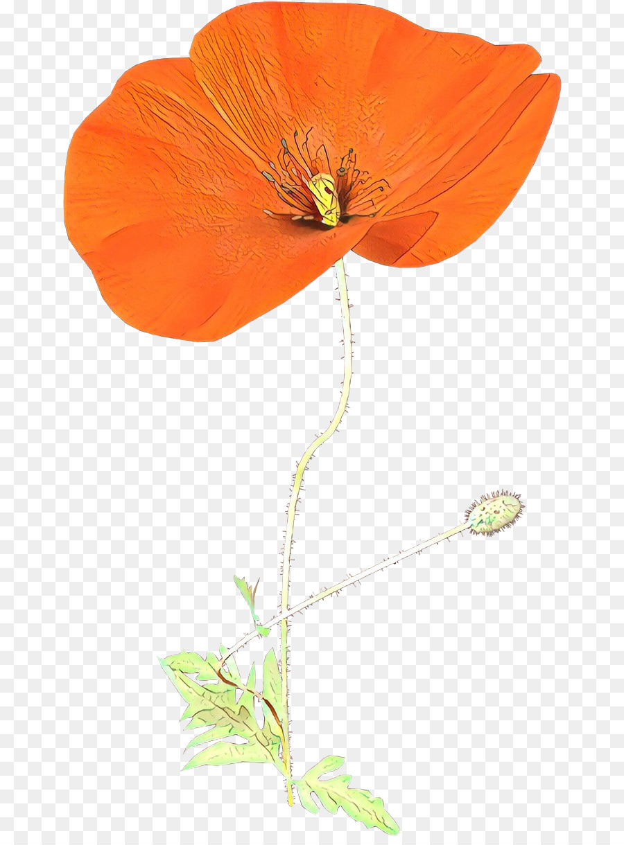 Fleur，Eschscholzia Californica PNG