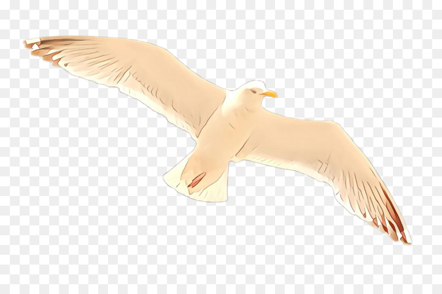 Mouette Volante，Ailes PNG