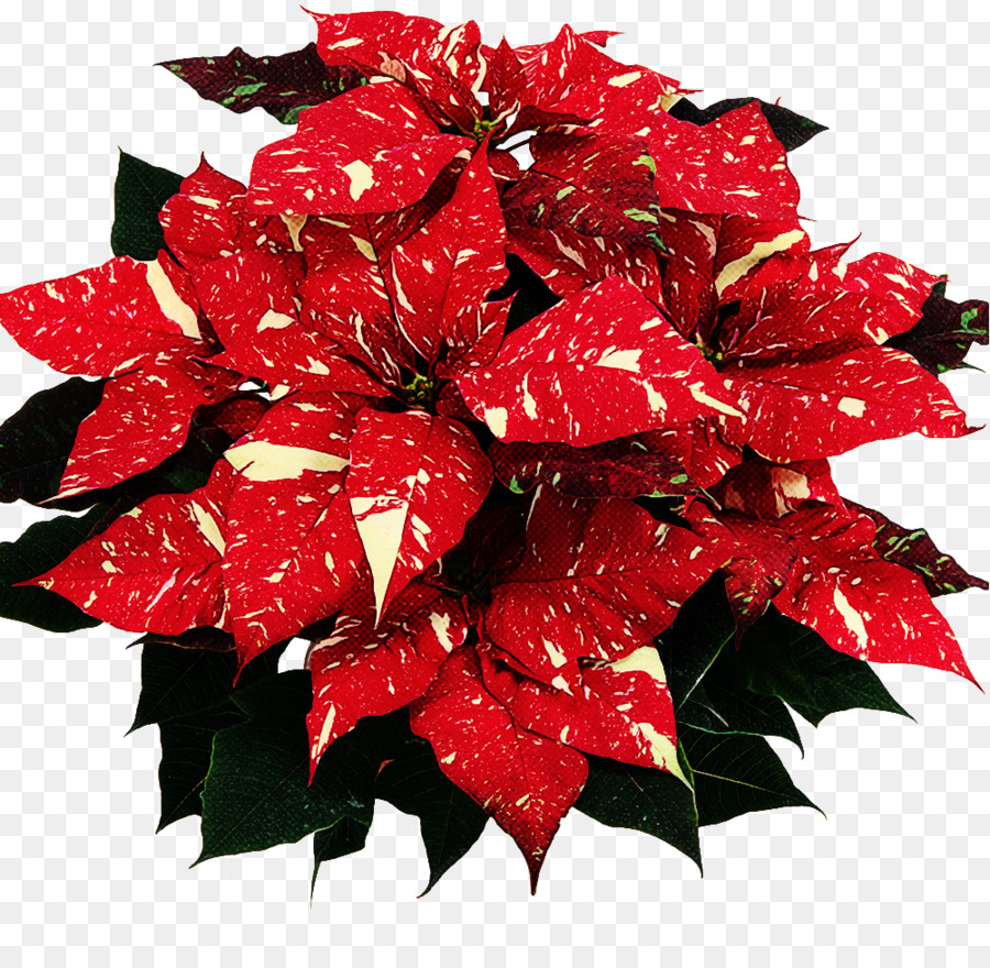 Poinsettia Rouge，Noël PNG