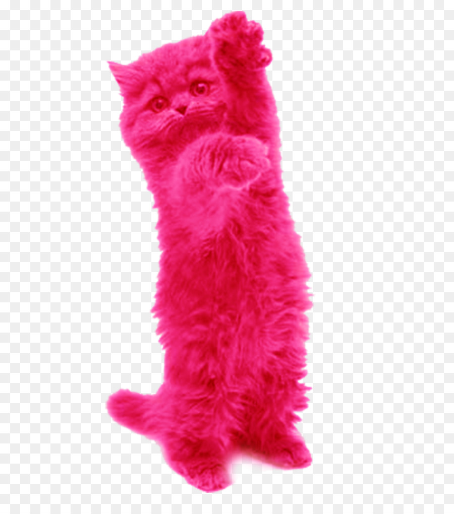 Chat Rose，Rose PNG