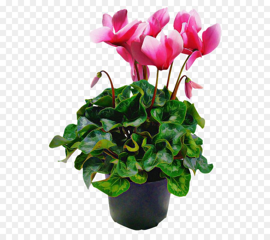 Fleurs Roses，Pot PNG