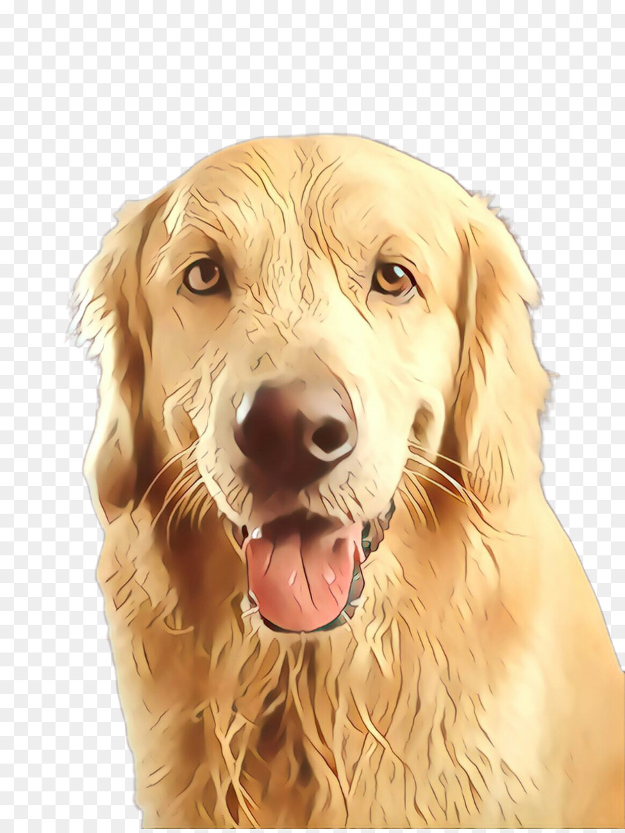 Golden Retriever，Chien PNG