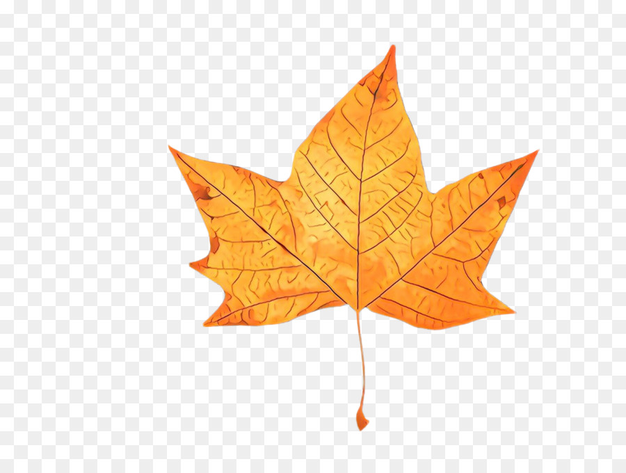 Feuille D'érable Rouge，Automne PNG