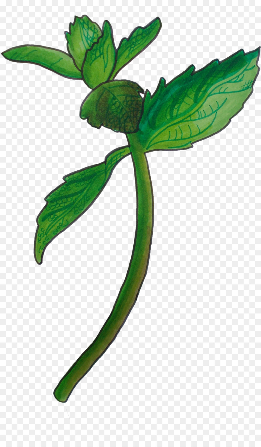 Plante Verte，Feuille PNG