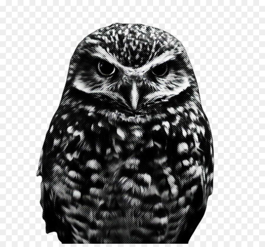 Hibou，Yeux PNG