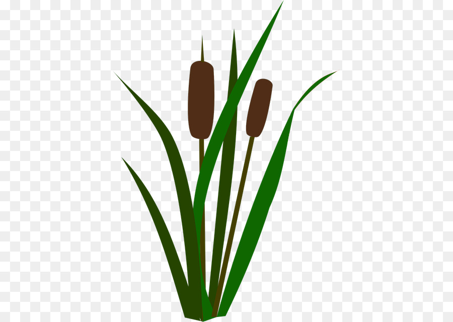 Fleur，Plante PNG