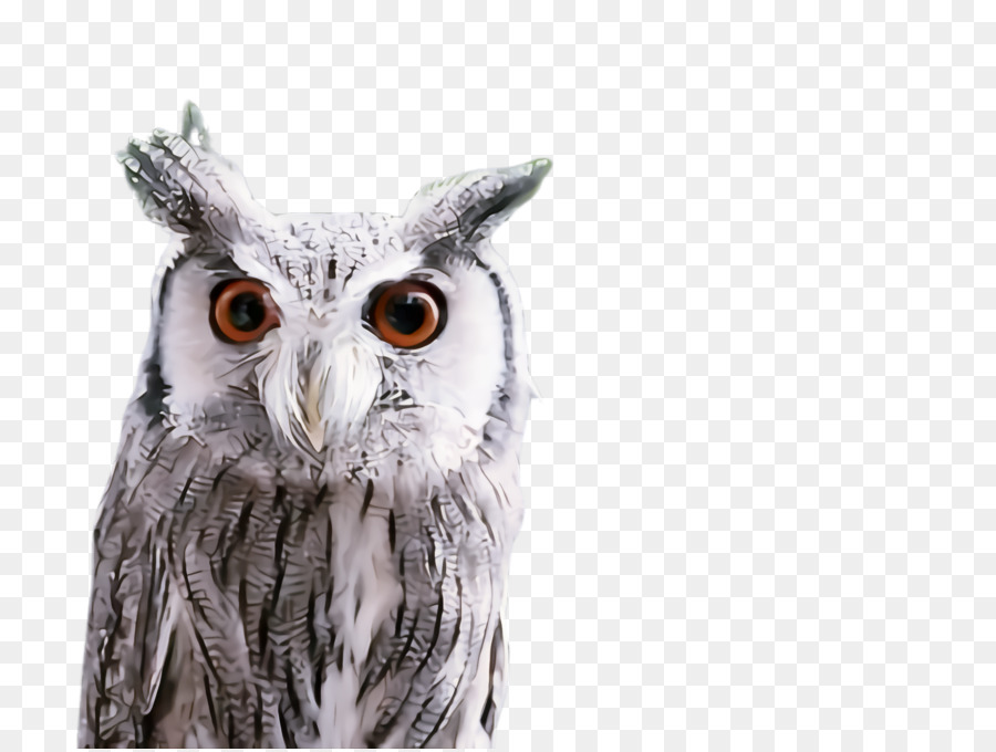 Hibou，Yeux PNG