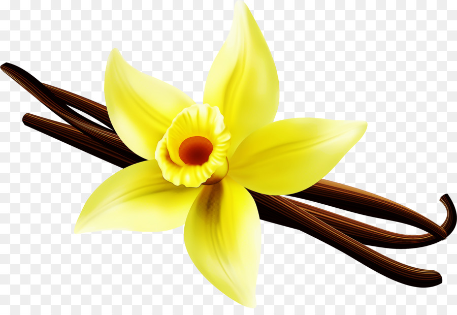 Fleur De Vanille，Jaune PNG