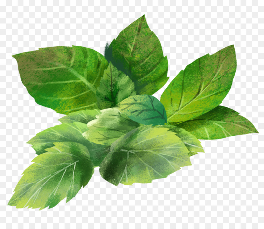 Feuille，Fleur PNG