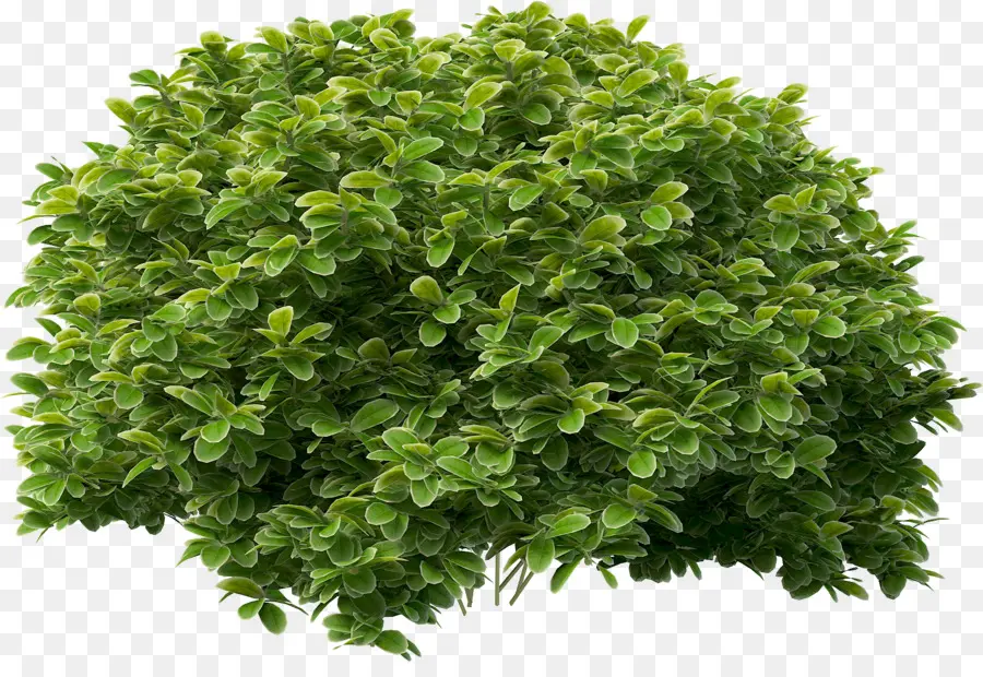 Vert，Plante PNG