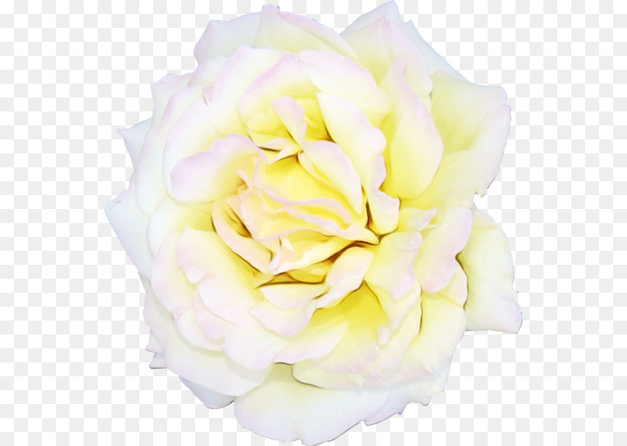 Fleur，Blanc PNG