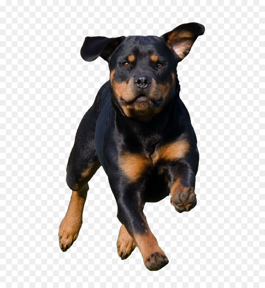 Chien，Rottweiler PNG