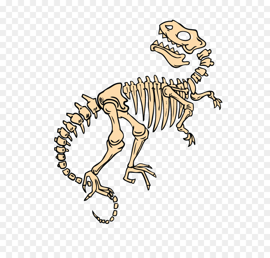 Squelette De Dinosaure，Fossile PNG