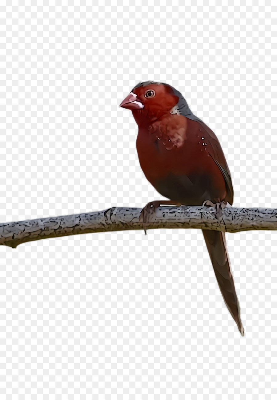Oiseau，Bec PNG