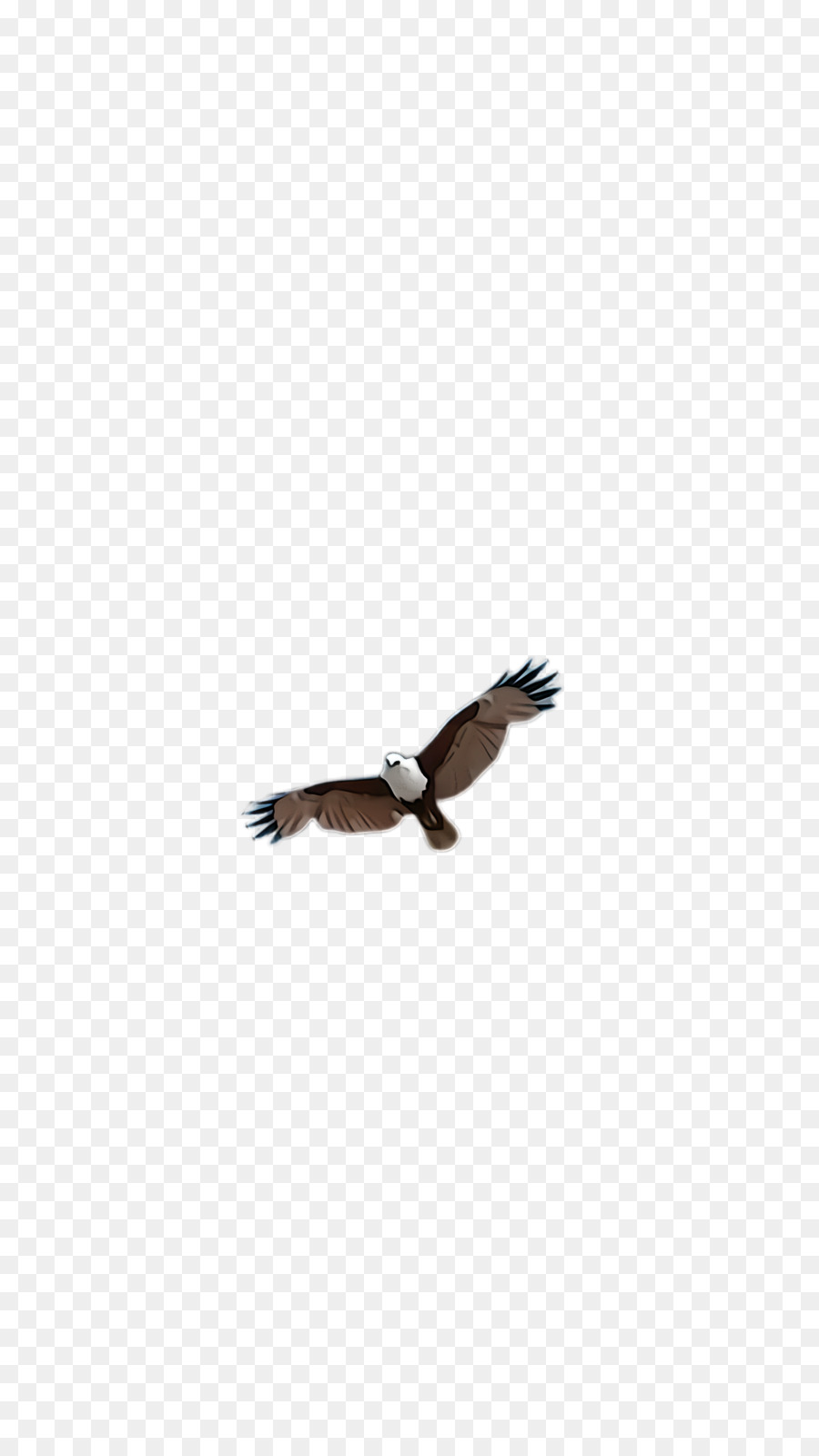 Oiseau，Aigle PNG