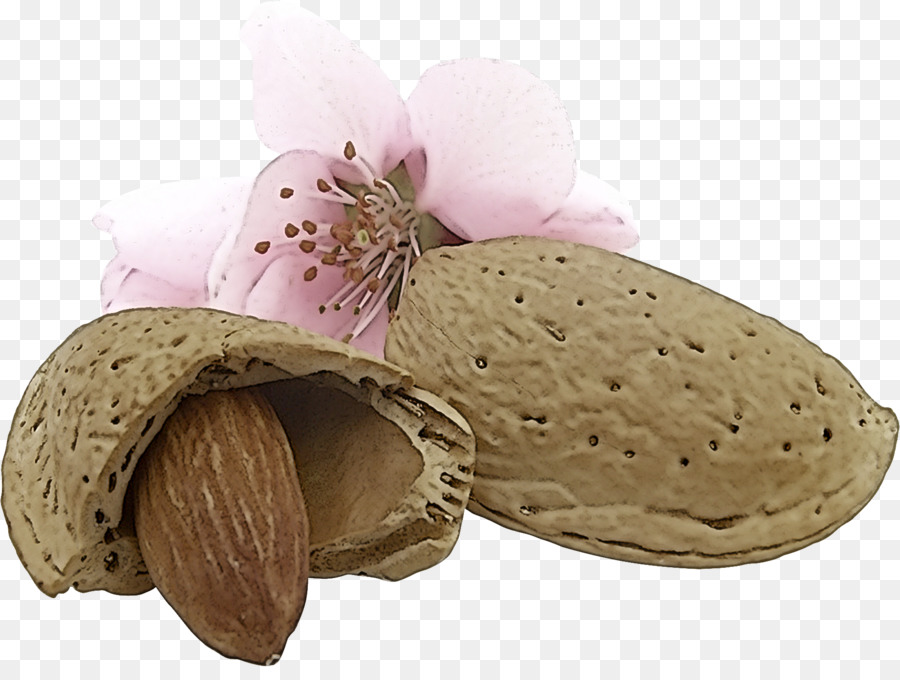 Amandes，Noix PNG