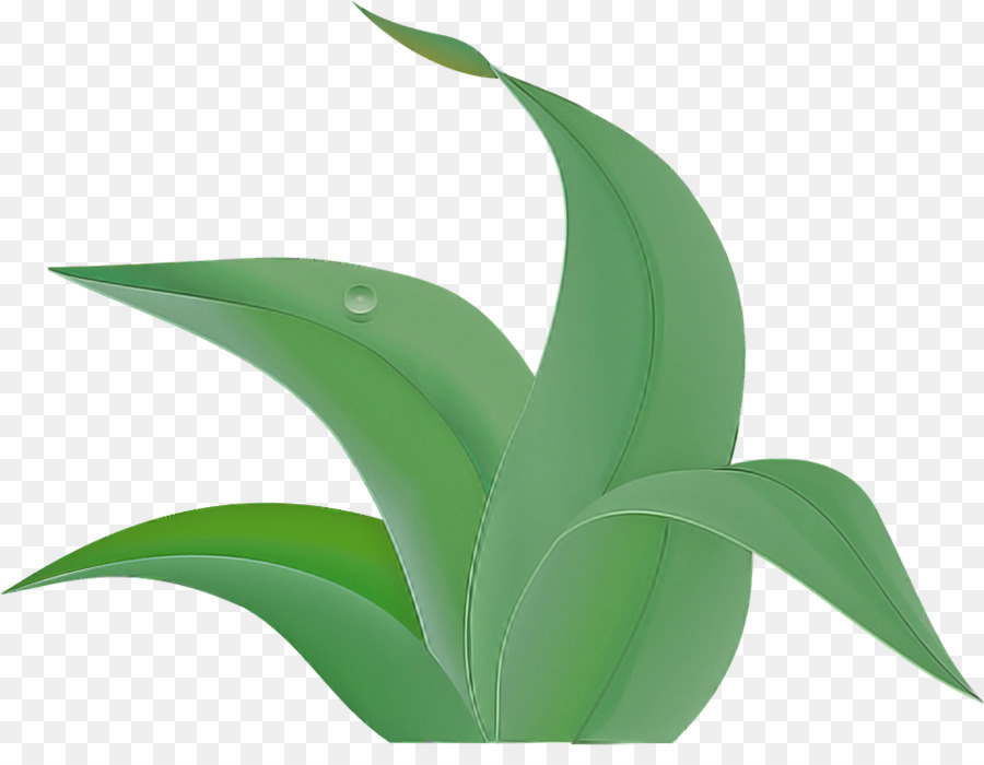 Feuilles Vertes，Feuillage PNG