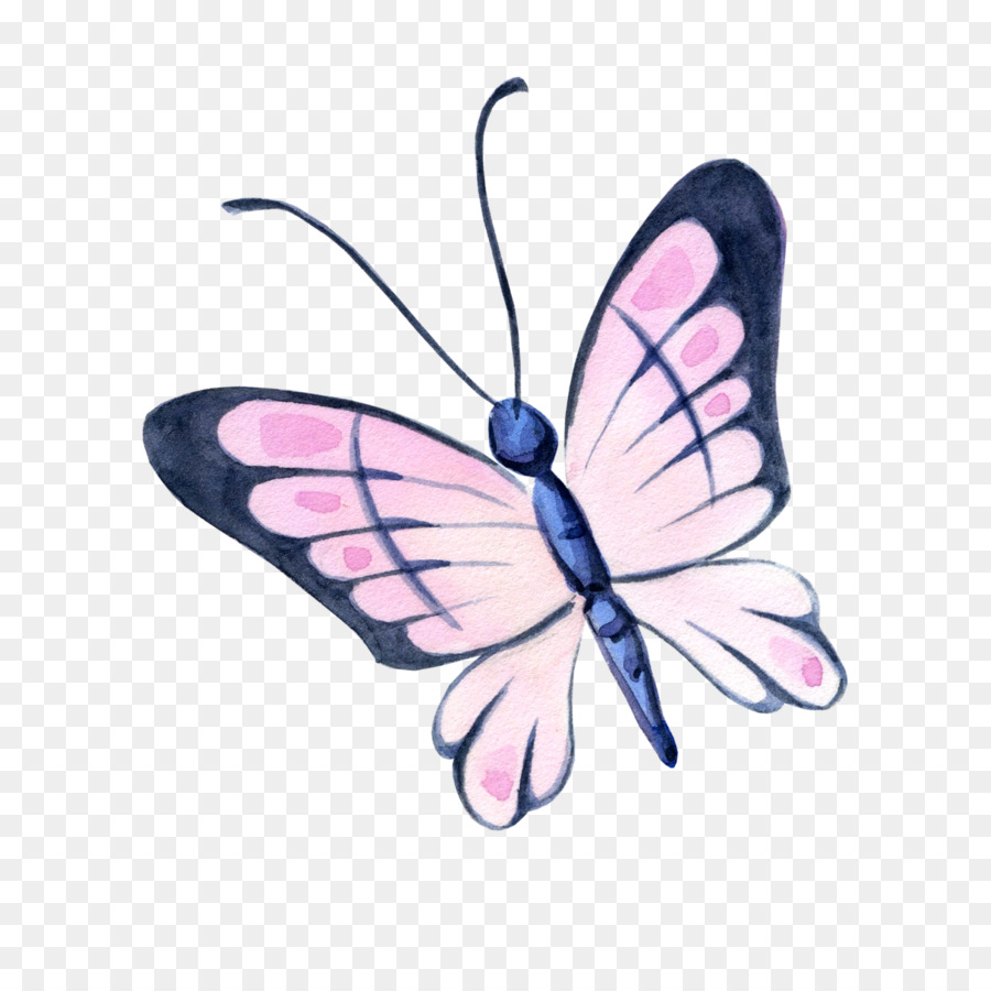 Papillons Et Papillons，Papillon PNG